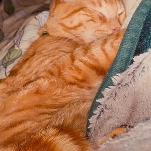 Meet your Posher, Grace